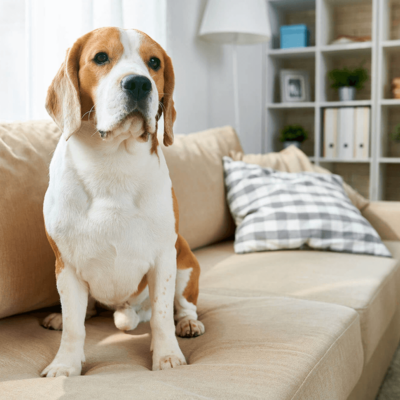 Your Dog Desperately Needs From You