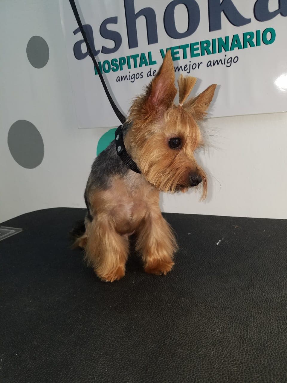 Limpieza de oídos en perros y gatos - Clínica Veterinaria Guadalajara
